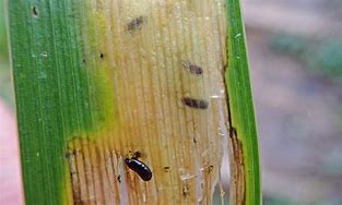 Image result for Pupa Using Duckweed Leaves