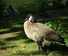 Image result for Aleutian Canada Goose