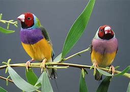 Image result for Guardian Finch Nest