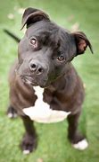 Image result for Labrabull Dog