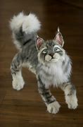 Image result for Maine Coon Cat Plush