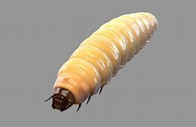 Image result for Maggot Rig