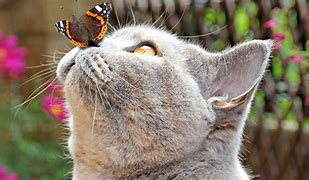 Image result for Cat Funny Butterfly