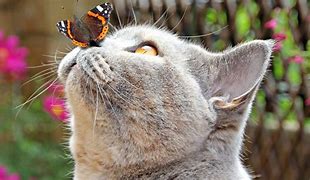 Image result for Cat with Butterfly On Nose