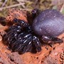 Image result for New Mexico Trapdoor Spider