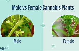 Image result for Male vs Female Cannabis Plant