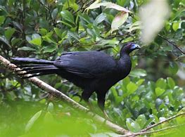 Image result for Black Guan