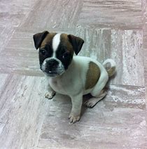 Image result for Pug Boxer Mix