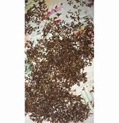 Image result for Beown Ants