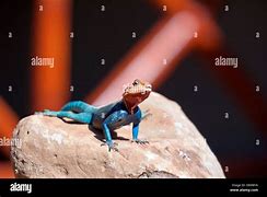 Image result for African Rainbow Lizard