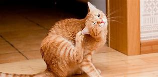 Image result for Cat Skin Diseases Infections