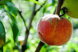 Image result for Peach Tree Diseases Leaves