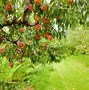 Image result for Chick-fil a Peach Orchard