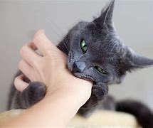 Image result for Cat Bite Girl Hand