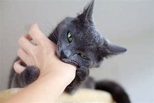 Image result for Cat Bite Cute