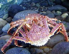 Image result for Alaskan Blue Crab