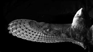 Image result for Powerful Owl Side of Wings