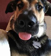 Image result for German Shepherd Mix with Labrador