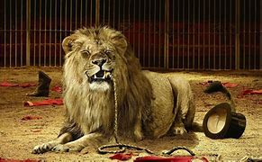 Image result for Starved Lion