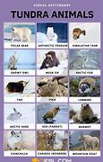 Image result for Tundra Forest Animals