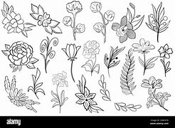 Image result for Botanical Illustrations Free