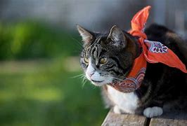 Image result for Barn Cat with Bandana