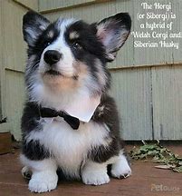 Image result for Welsh Corgi Husky Mix