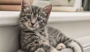 Image result for Gray Tabby Cat Kitten