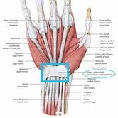 Image result for Flexor Retinaculum Vishram Singh