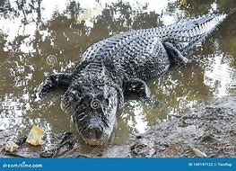 Image result for Biggest Caiman