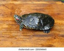 Image result for Turtle Pose