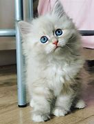 Image result for 12 Week Old Siberian Kittens