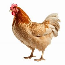 Image result for Chicken Joy Design PNG