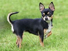 Image result for Chihuahua the Yapping