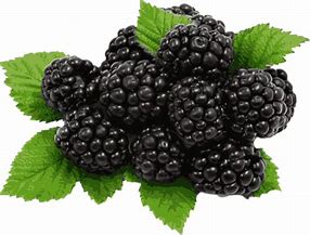 Image result for Free Clip Art Blackberries