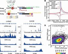 Image result for Mackerek Seq