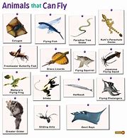 Image result for Golugo Animal Flying