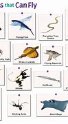 Image result for Flying Animals with 4 Feet