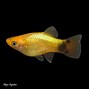 Image result for Albino Mickey Mouse Platy