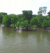 Image result for Hutan Bakau Balik Pulau