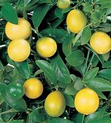 Image result for bush lemon tree fruit