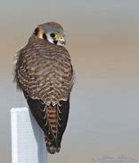 Image result for Female Kestrel Wings Top-Down View