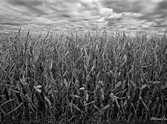 Image result for Corn Harvest Pictures