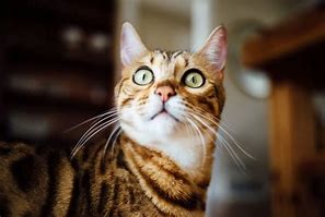 Image result for Half Bengal Cat