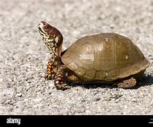 Image result for Pet Three Toed Box Turtle