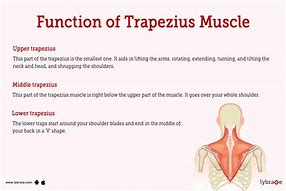 Image result for Inferior Trapezius