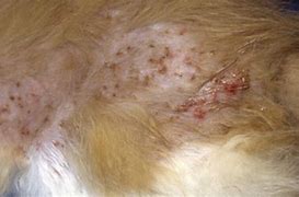 Image result for Feline Skin Disease