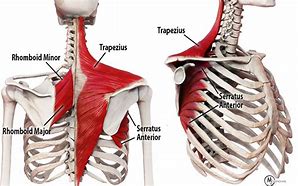 Image result for Trapezius and Serratus Anterior