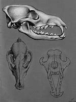 Image result for Coyote Skull Identification