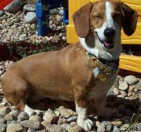 Image result for Corgi Hound Mix